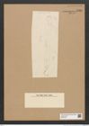 Clavicula sp. (de-Toni-Nr.: Genus 75) Zeichnungen Sammlung Grunow Nr. 5761 (NHMW-BOT-W0374152)